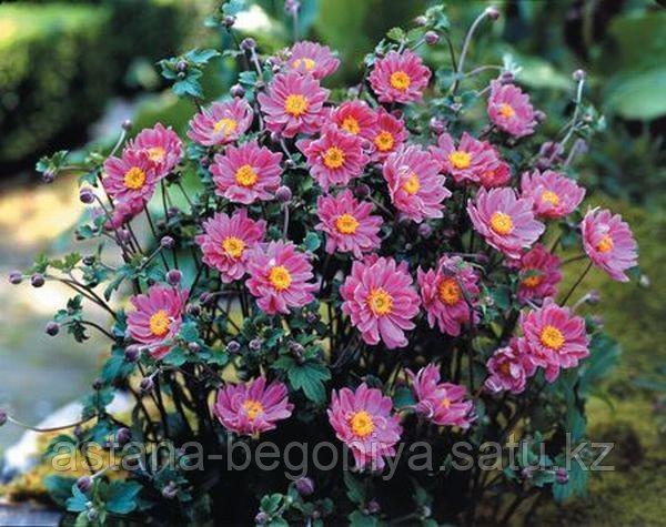 Анемона войлочная - ВЕТРЕНИЦА (Осенние Анемоны) Anemone tomentoza Robustissima