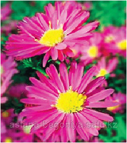 Астра многолетняя Aster nov-bel Crimson Brocade - фото 1 - id-p2614576