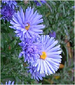 Астра многолетняя Aster nov-bel Lady