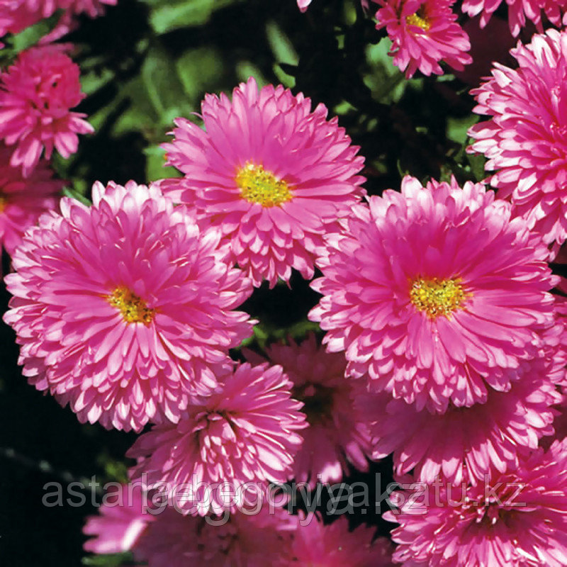Астра многолетняя Aster nov-bel Patricia Ballard