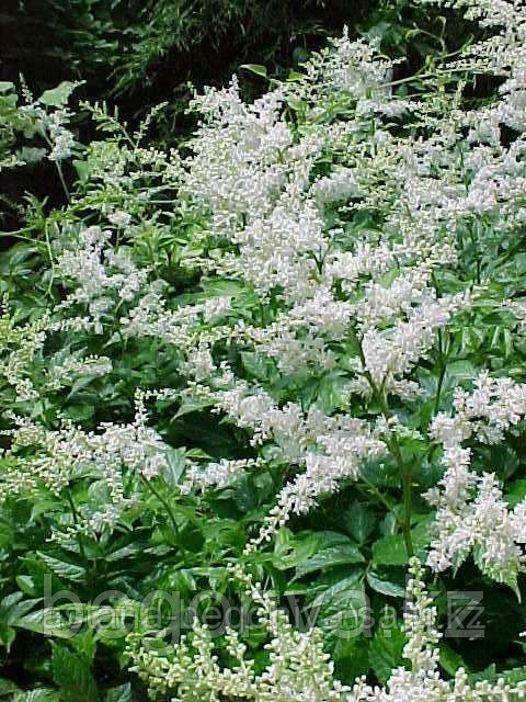 Астильба японская Astilbe japon Deutschland