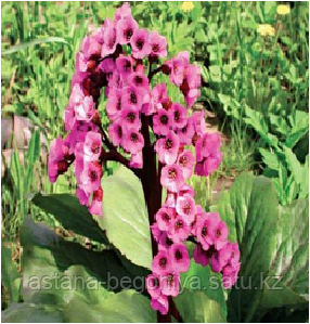 Бадан Эроика Bergenia Eroica