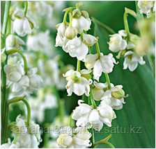 Ландыш Convallaria majal Prolificans