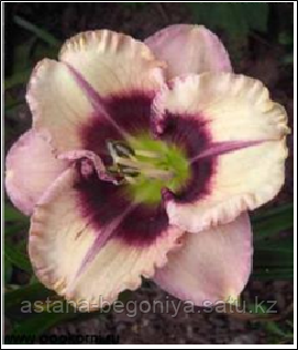 ЛИЛЕЙНИК Hemerocallis Crystal Pinot