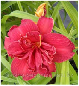 ЛИЛЕЙНИК Hemerocallis Dbl Firecracker