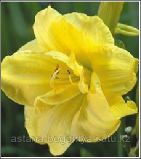 ЛИЛЕЙНИК Hemerocallis Double Cutie