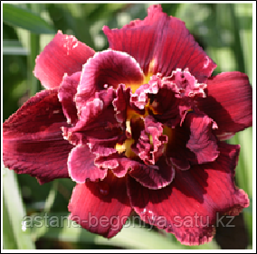 ЛИЛЕЙНИК Hemerocallis Double Red Royal