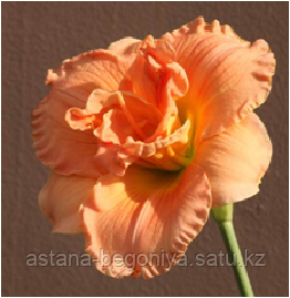 ЛИЛЕЙНИК Hemerocallis Doubleicious