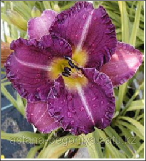 ЛИЛЕЙНИК Hemerocallis Entrapment