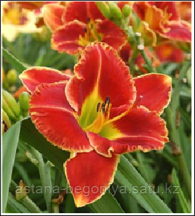 ЛИЛЕЙНИК Hemerocallis Fire and Fog