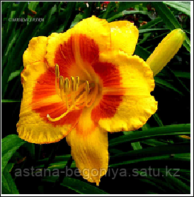 ЛИЛЕЙНИК Hemerocallis Fooled Me