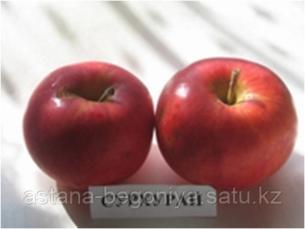 Яблоня Сурухай