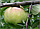 Яблоня Богатырь, фото 2