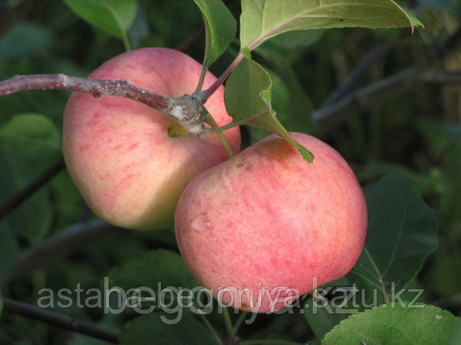 Яблоня "Папировка" (id 114794221), купить в Казахстане, цена на Satu.kz