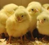 Жетілген апайлардың жыныстық қатынасы