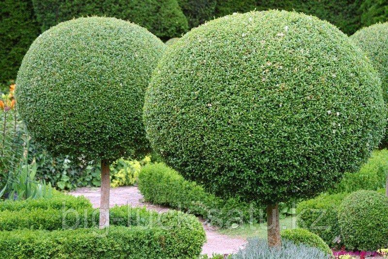 Каркасы для стрижки кустарников