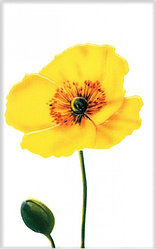 Керамическая плитка М-Квадрат Моноколор декор цветок желтый 340031 (25*40) *
