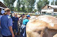 Ректальное исследование КРС на стельность