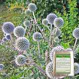 Мордовник семена 50гр, фото 2