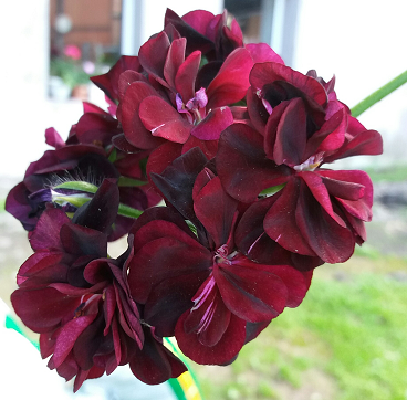 Royal Black Rose / укор.черенок