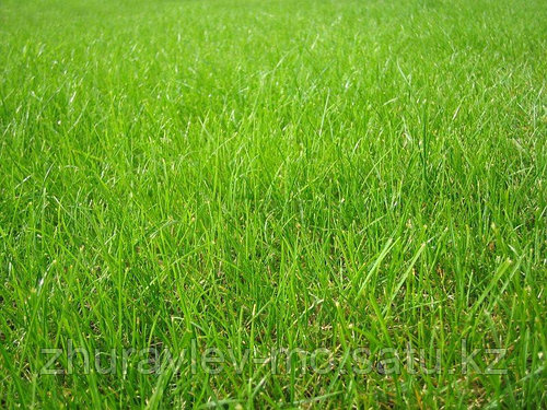 17 Овсяница зеленая - купить по выгодной цене на Яндекс.Маркете