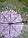 Зонт прозрачный "Сакура", фиолетовая, фото 4