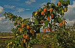 Саженцы малины "Оранжевое чудо" ЗКС, фото 5