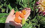Саженцы малины "Оранжевое чудо", фото 3