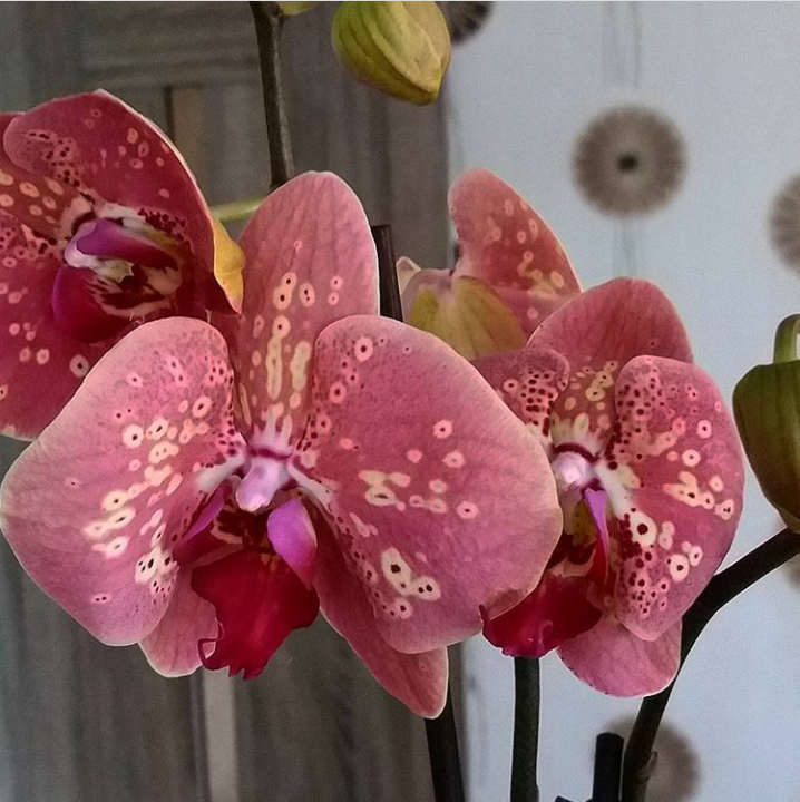 Орхидея Wild Peach