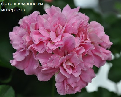 Pink Rosebud / укор.черенок