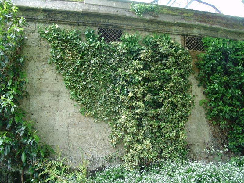 Купить Плющ Садовый Вечнозеленый Морозостойкий