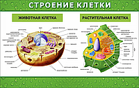 Строение клетки