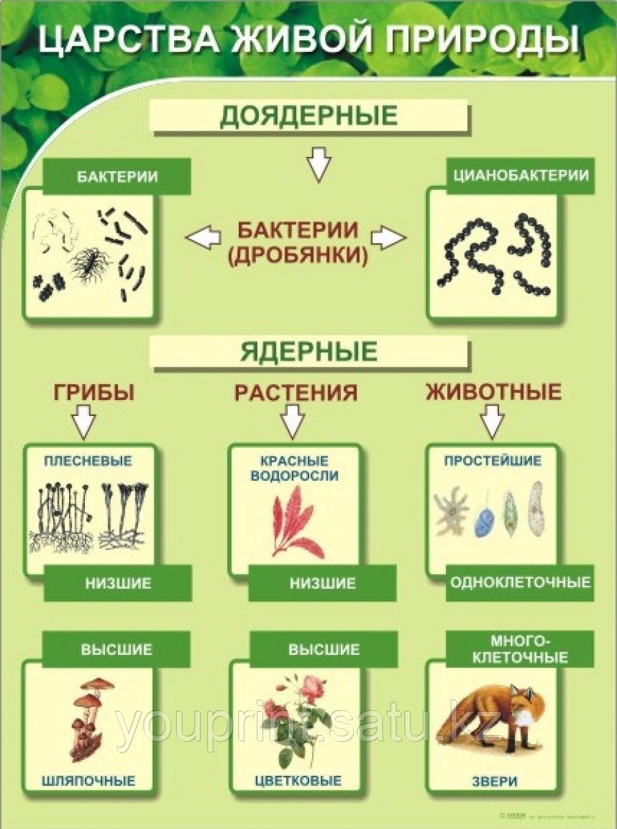 Таблица царств в биологии