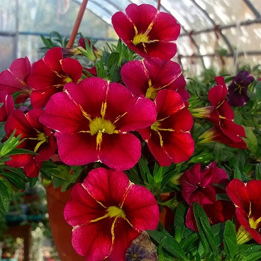 Aloha Nani Red Cartweel №441