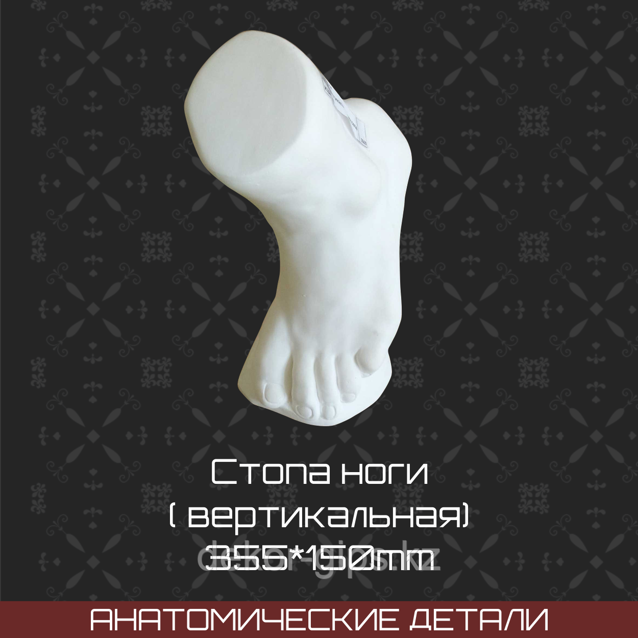 Стопа ноги