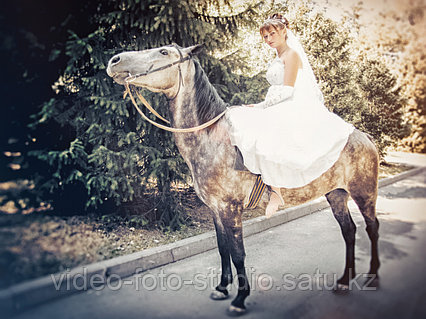 Телефонда онлайн порно көру үшін тым ақылды Мен сексуалды арыстанды шіріген тамырға түсірдім