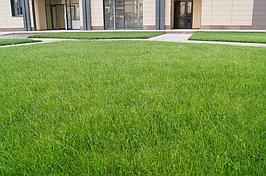 Дерн выращенный из семян "JOHNSONS" вылаженный в ЖК "AFD Plaza"