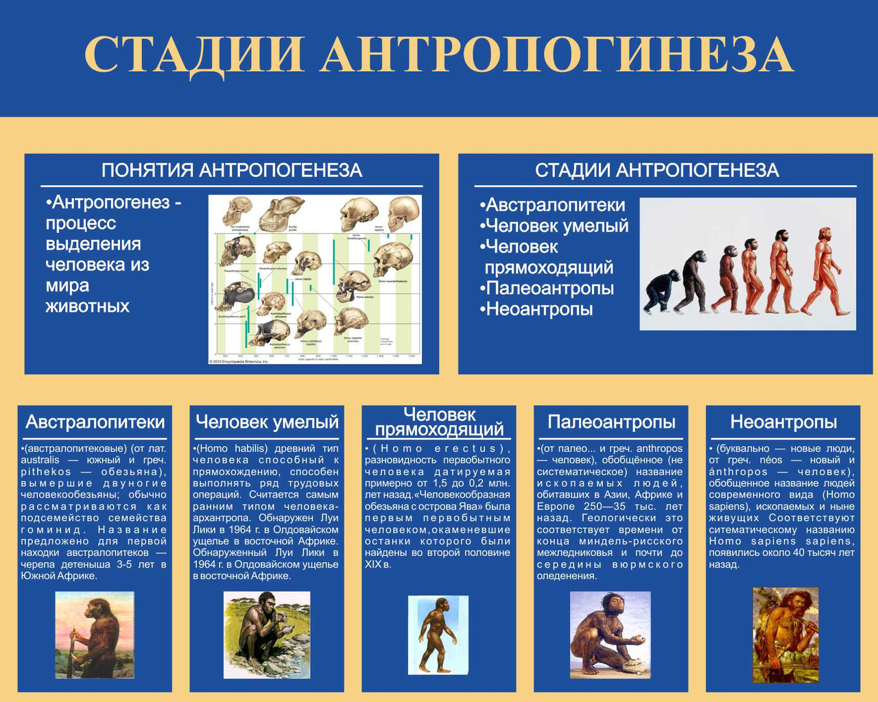 Стенд по биологии