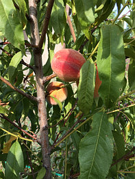 Персики на второй год после посадки.