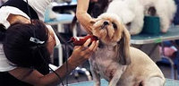 Грумер (парикмахерские услуги для животных)