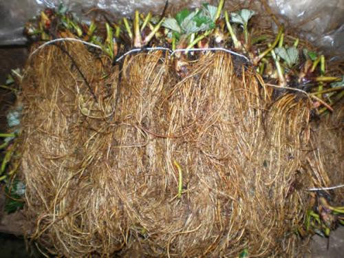 Кран жөндеуге сантехник келді. Натали Ламас Барбарамен порно көру