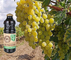 Способно ли удобрение "ВермиКофе" повысить урожай винограда?