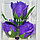 Фиолетовые ароматические розы из мыла 3 штуки с игрушечным мишкой, фото 2