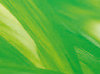 Витражная пленка цвета Springtime (Светло-зеленый)