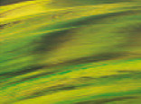 Витражная пленка с эффектом цветных разводов Rio (Тропический лес) - фото 1 - id-p3349058