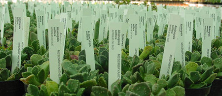 Садовые бирки-колышки 