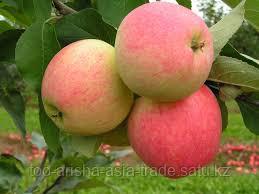 Саженец яблони Суйслеппер Столовка ММ 106 - фото 1 - id-p49936422