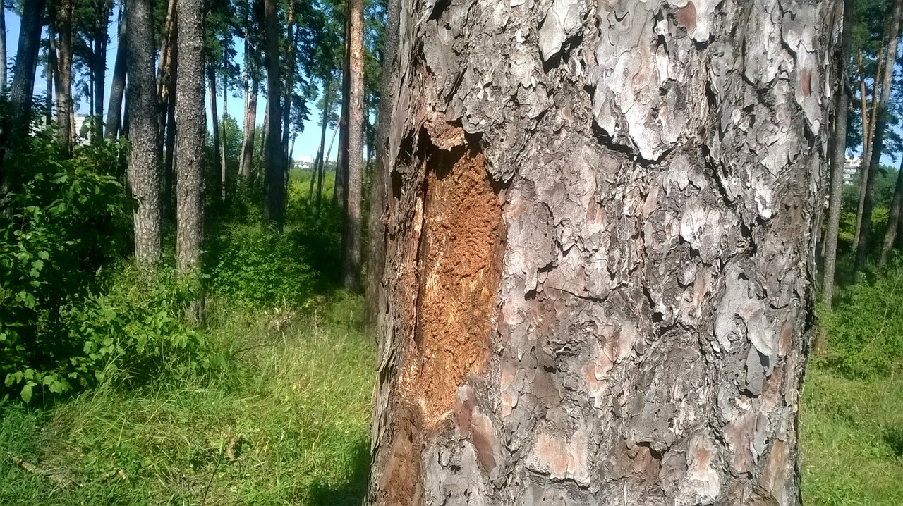 Лесопатологическое обследование зеленых насаждений - фото 2 - id-p38603522