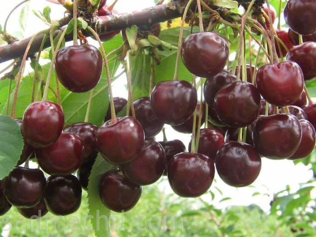 Подварка Вишня 6 кг ведро Беларусь