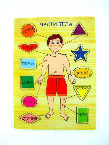 Части тела